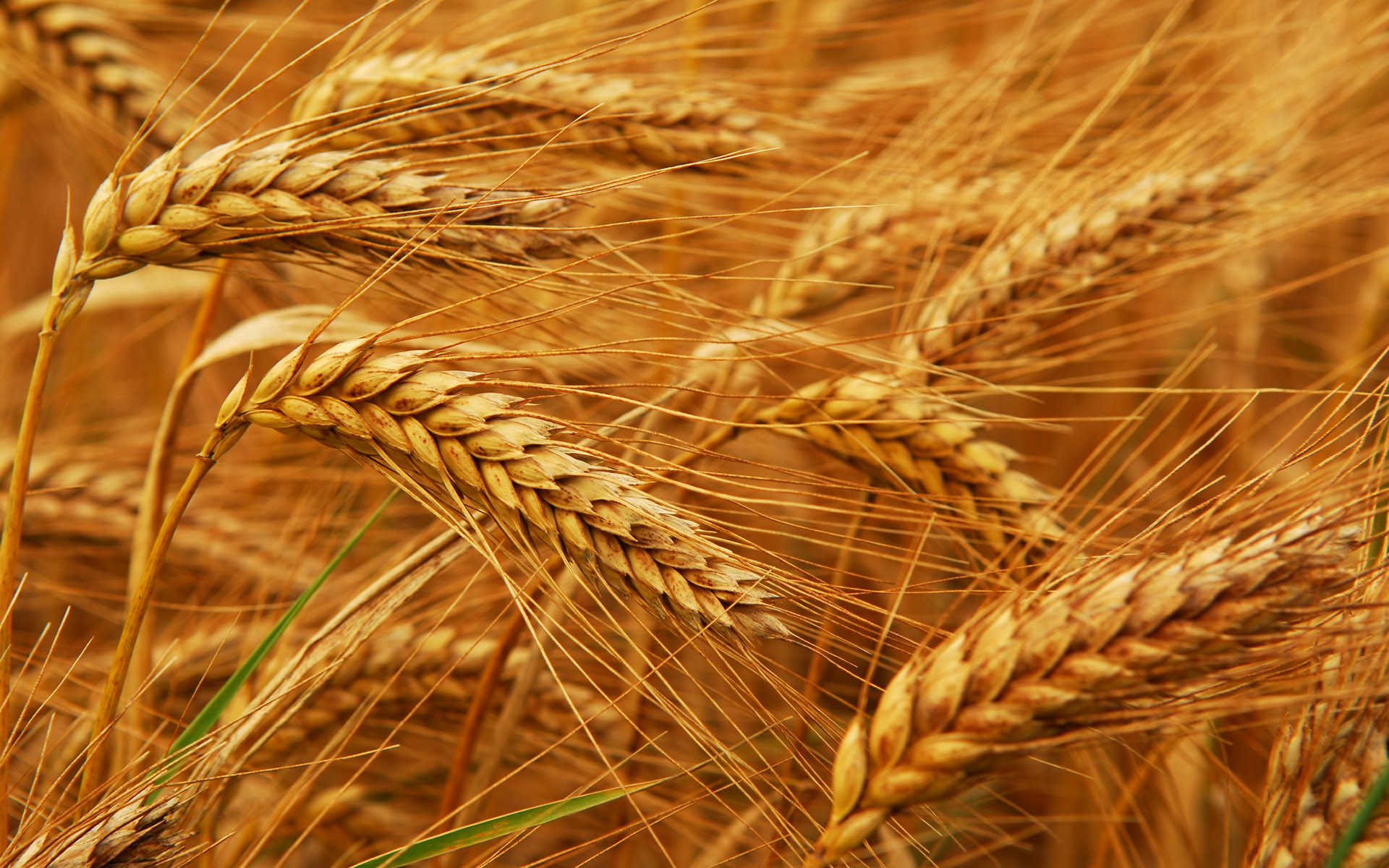 Image result for wheat